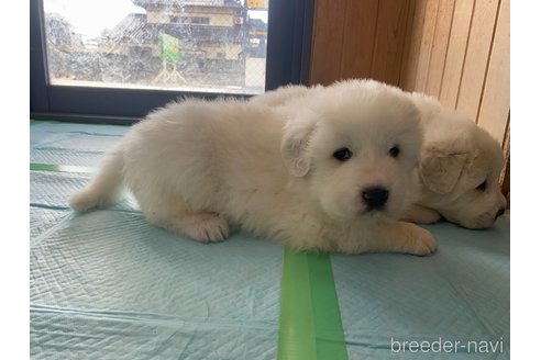 成約済の千葉県のグレートピレニーズ-360563の27枚目